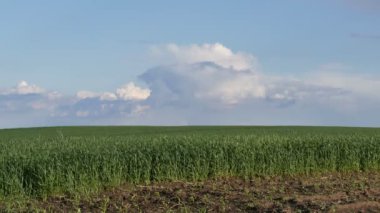 Engebeli alanda yeşil buğday bitkileri, ilkbaharda tarım