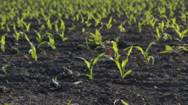Tarlada yeşil mısır bitkisi, bahar zamanı
