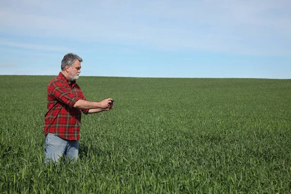 Agricultor examinando campo de trigo en primavera —  Fotos de Stock