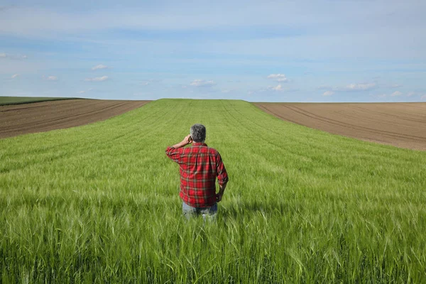 İlkbaharda buğday tarlası inceleyen çiftçi — Stok fotoğraf
