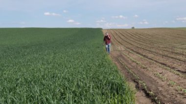 Tarladaki buğday bitkilerinin kalitesini inceleyen ve cep telefonuyla konuşan çiftçi veya ziraatçı