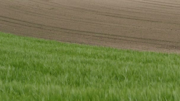 Campo Trigo Verde Com Campo Milho Fundo Agricultura Primavera — Vídeo de Stock