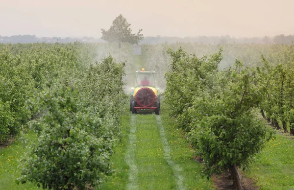 Traktor sprüht Insektizid oder Fungizid in Pfirsichplantage — Stockfoto