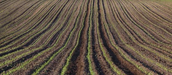 Groene maïsplanten in veld, lente tijd — Stockfoto