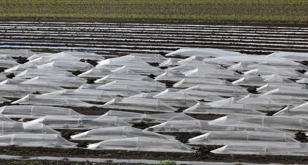 Watermeloen of meloen planten in het veld, landbouw in het voorjaar — Stockfoto