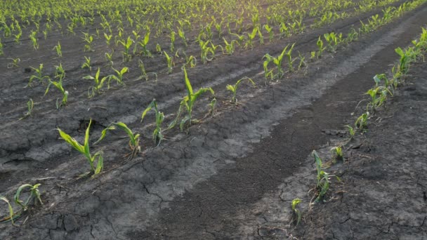 雹の嵐で損傷を受けた野原の若い緑のトウモロコシの植物の列 春の農業 — ストック動画