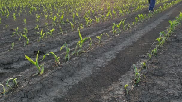 Boer Inspecteren Jonge Groene Maïsplanten Veld Beschadigd Storm Landbouw Lente — Stockvideo