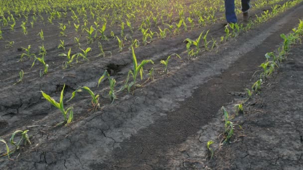 農家は 嵐で損傷したフィールドで若い緑のトウモロコシの植物を検査し 携帯電話を使用して写真を撮ります 春の時間 — ストック動画