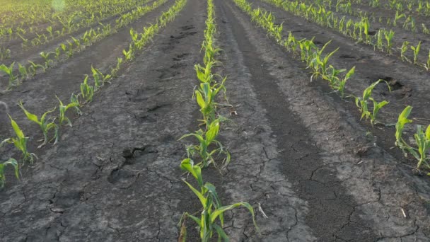 农民走在年轻的绿色玉米田在风暴中损坏 — 图库视频影像