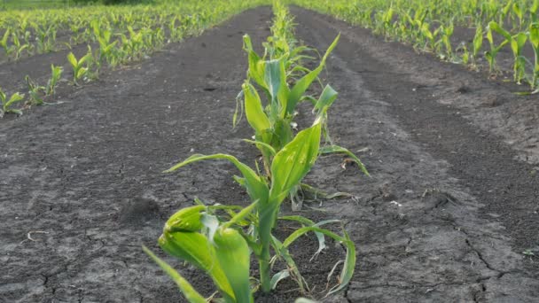 Filas Jóvenes Plantas Maíz Verde Campo Dañadas Por Tormenta Granizo — Vídeos de Stock