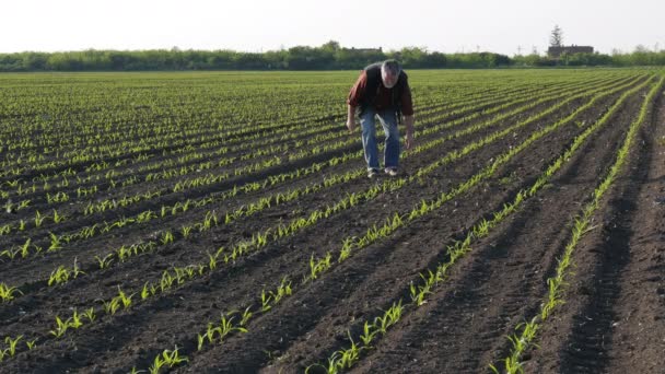 Фермер Агроном Ходит Проверяет Качество Кукурузных Растений Поле — стоковое видео