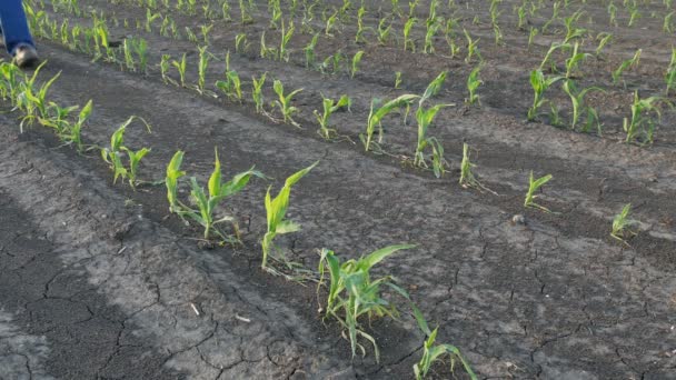 Boer Inspecteren Jonge Groene Maïsplanten Veld Beschadigd Hagel Storm Landbouw — Stockvideo