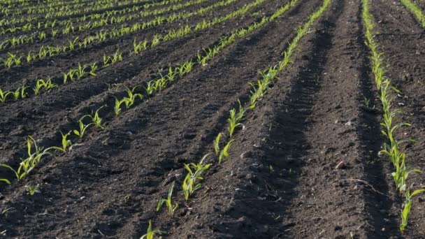 Reihen Junger Grüner Maispflanzen Auf Dem Feld Bei Sonnenuntergang Landwirtschaft — Stockvideo