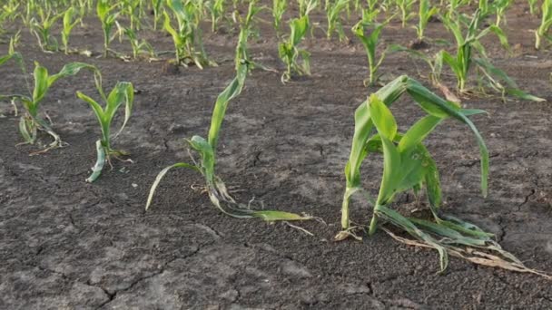 雹の嵐で損傷を受けたフィールドの若い緑のトウモロコシの植物の列 農業映像をズーム — ストック動画