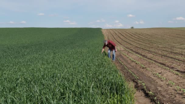 Agricultor Agrónomo Que Inspecciona Calidad Las Plantas Trigo Campo Toma — Vídeo de stock