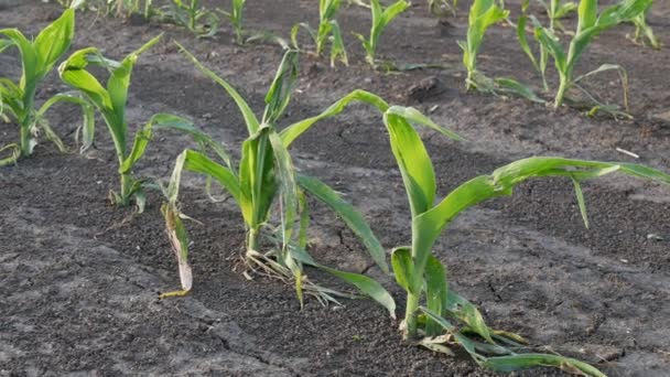 Fileiras Plantas Jovens Milho Verde Campo Danificado Tempestade Granizo Zoom — Vídeo de Stock