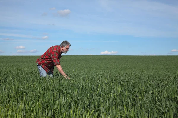 Farmer examining wheat field in spring — Stock Photo, Image