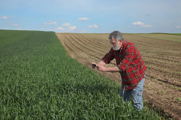 Farmer examining wheat field in spring — Stock Photo, Image