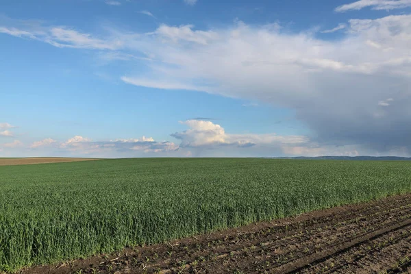 春の緑の小麦畑 — ストック写真