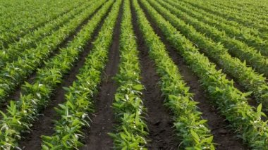 Tarım, tarlada yeşil ekili soya bitkileri, geç ilkbahar veya erken yaz dikey panning 4k görüntüleri 