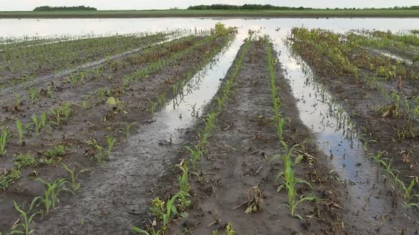 Righe Giovani Piante Mais Verde Campo Danneggiato Inondazione Zoom Video — Video Stock