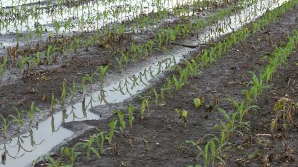 洪水で被害を受けた畑の若い緑のトウモロコシの植物の列 ビデオのズーム 春の農業 — ストック動画