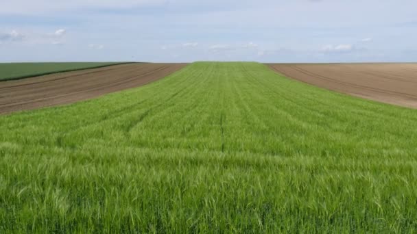 Plantas Trigo Verde Campo Zona Montañosa Zoom Imágenes Agricultura Primavera — Vídeos de Stock