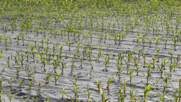 Rangées Jeunes Plants Maïs Vert Dans Boue Champs Endommagés Par — Video