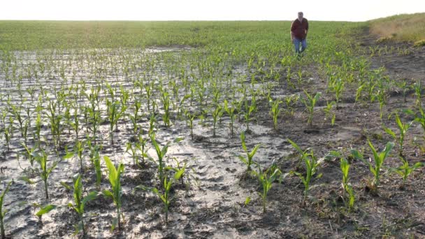 Landbouwer Inspecteren Jonge Groene Maïs Planten Modder Beschadigde Veld Overstroming — Stockvideo