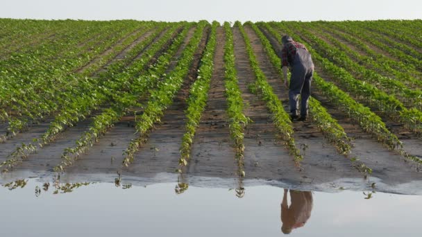 Agricultor Inspeccionar Las Plantas Flores Jóvenes Sol Verde Barro Agua — Vídeo de stock