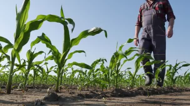 农民或农学家在田间行走和检验玉米植物的质量 — 图库视频影像
