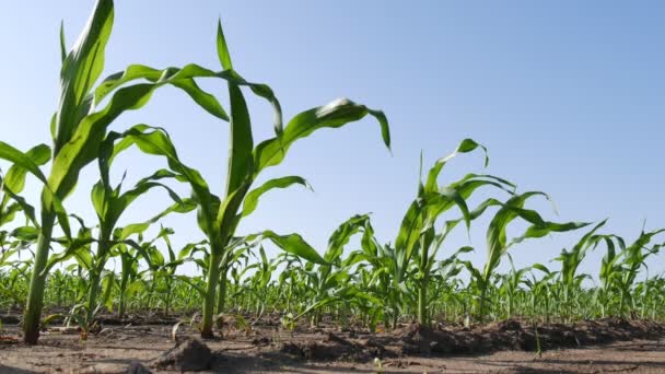 Fileiras Plantas Jovens Milho Verde Campo Baixo Ângulo Agricultura Primavera — Vídeo de Stock