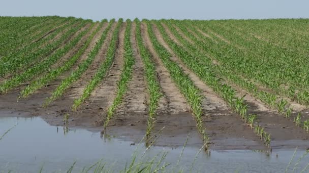 Řady Mladých Zelených Kukuřičných Rostlin Bahně Vodě Pole Zničené Záplavě — Stock video