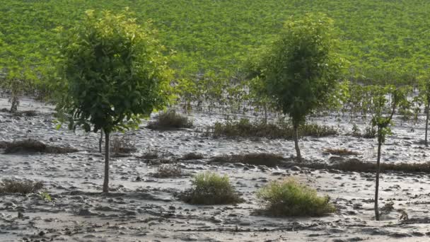 Pohon Kebun Lumpur Setelah Banjir Dengan Ladang Bunga Matahari Latar — Stok Video