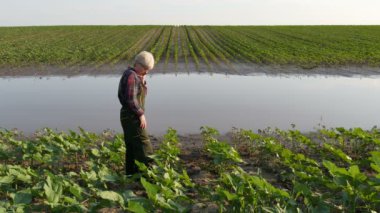 Kadın çiftçi çamur ve su genç yeşil ayçiçeği bitkileri incelemek ve sel sonra hasarlı alanda cep telefonu ile konuşan