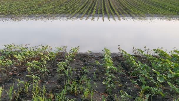 Ряди Молодих Зелених Соняшникових Рослин Грязі Воді Пошкоджене Поле Під — стокове відео