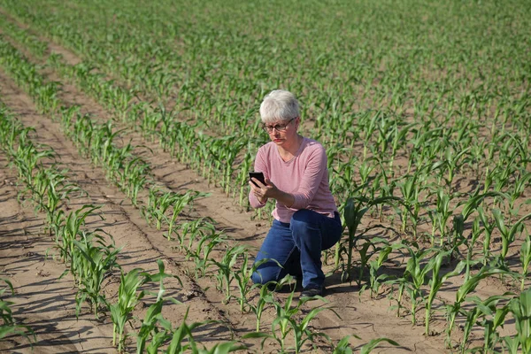 农业的场景，在玉米田的农民 — 图库照片