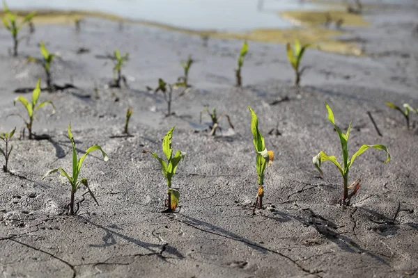 Kleine Maispflanzen auf dem Feld nach der Flut — Stockfoto