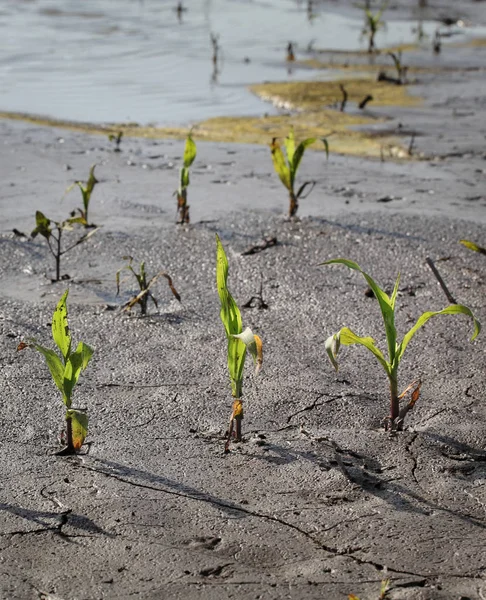 Malé kukuřičné rostliny v terénu po povodni — Stock fotografie