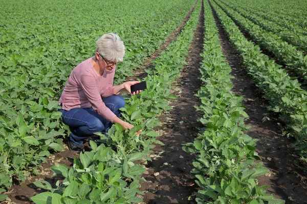 Cena agrícola, agricultor em campo de soja — Fotografia de Stock