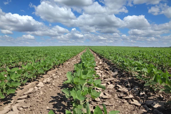 Agricultura, planta de soja en el campo — Foto de Stock