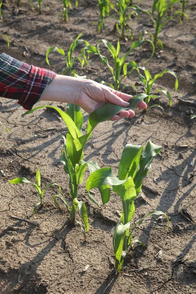 Farmer hand touching corn plant — Stock Photo, Image