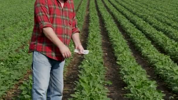 Фермер Считает Долларовую Банкноту Зеленым Соевым Полем Заднем Плане — стоковое видео