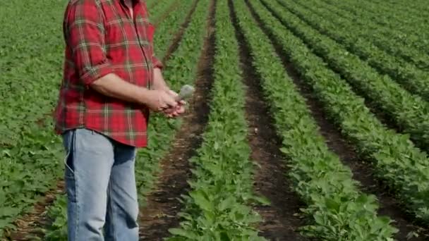 Conteggio Banconota Dollari Con Campo Soia Verde Coltivato Sullo Sfondo — Video Stock