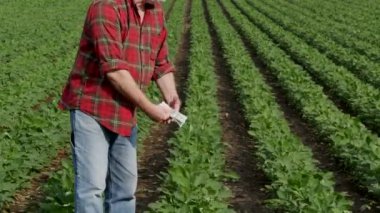 Çiftçi arka planda yeşil yetiştirilmiş soya alanı ile dolar banknot sayma