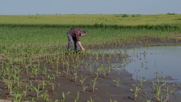 農家は泥と水の若い緑のトウモロコシの植物を検査し 洪水後の損傷したフィールド 春の農業 — ストック動画