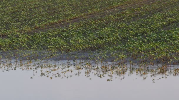 Rijen Van Jonge Groene Zonnebloem Planten Modder Water Veld Beschadigd — Stockvideo