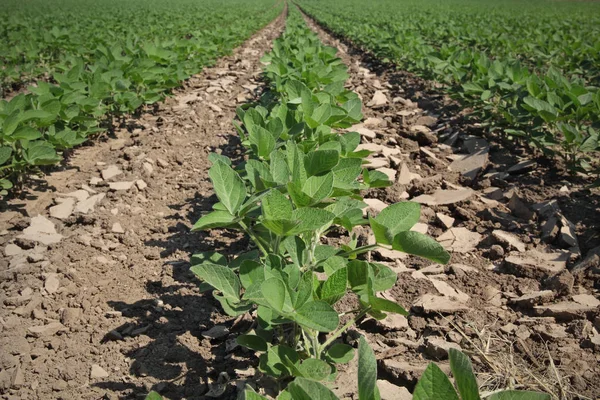 Soybean plants in field in spring — Stock Photo, Image