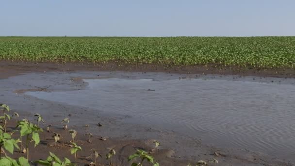 Зеленые Растения Подсолнечника Грязи Воде Поле Повреждено Затоплении Увеличении Кадров — стоковое видео