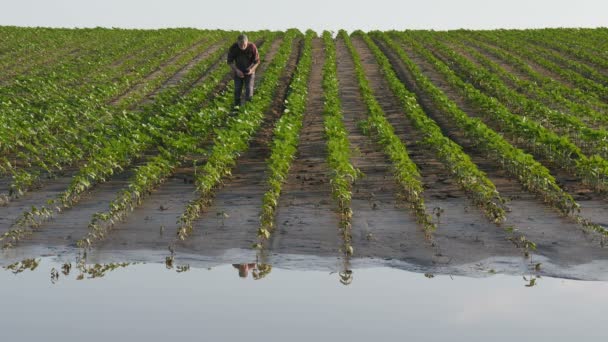 농부는 진흙과 해바라기 식물을 검사하고 전화에 말하기 — 비디오